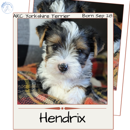 YORKSHIRE TERRIER (09/28) MALE