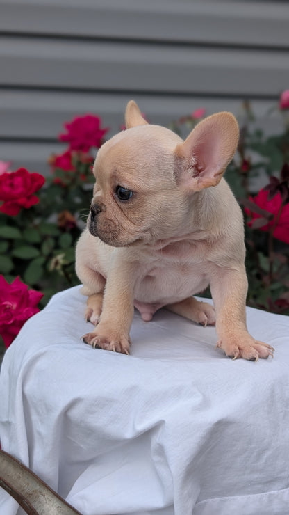 FRENCH BULLDOG (JUN 26) 2 MALES