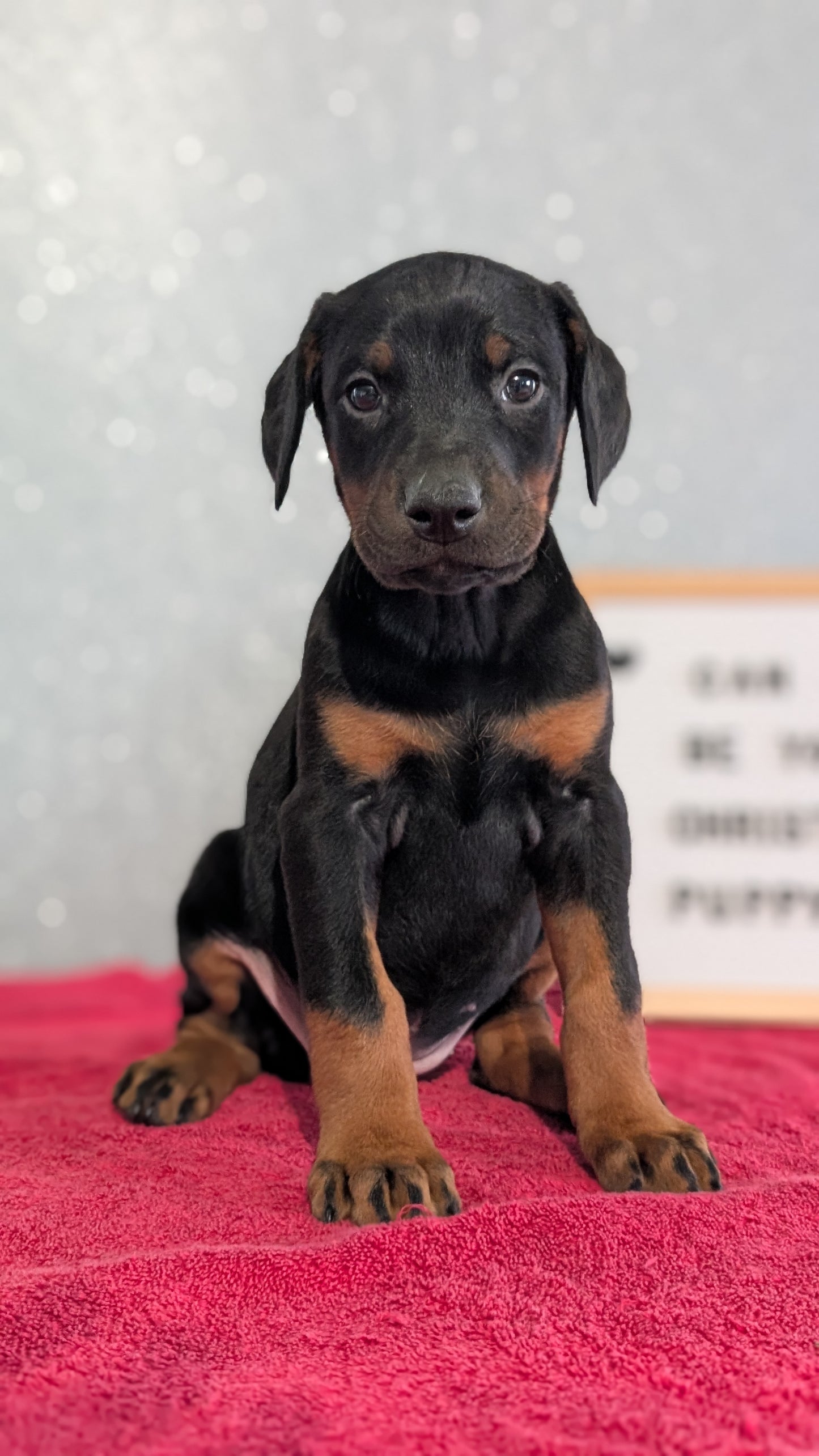 DOBERMAN PINSCHER (OCT 17) FEMALES