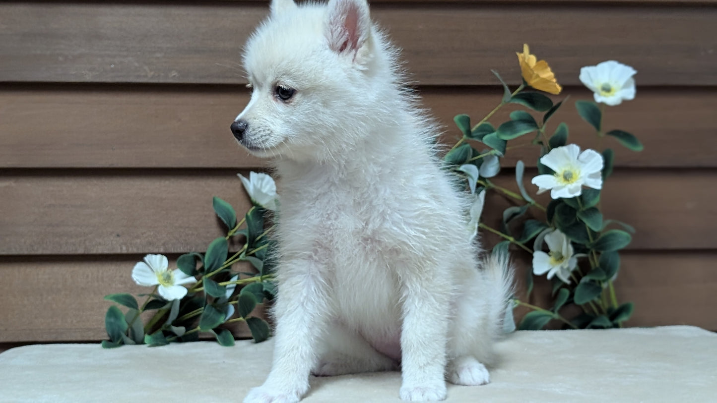 POMSKY (JUL 03) 1 MALE/3 FEMALES