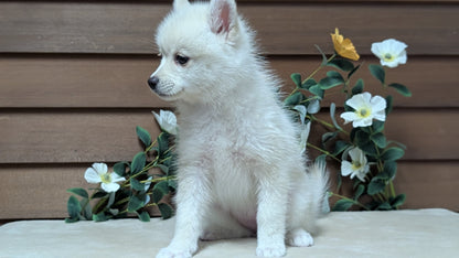 POMSKY (JUL 03) 1 MALE/3 FEMALES