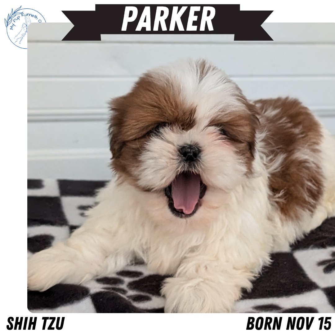 SHIH TZU (NOV 15) MALES