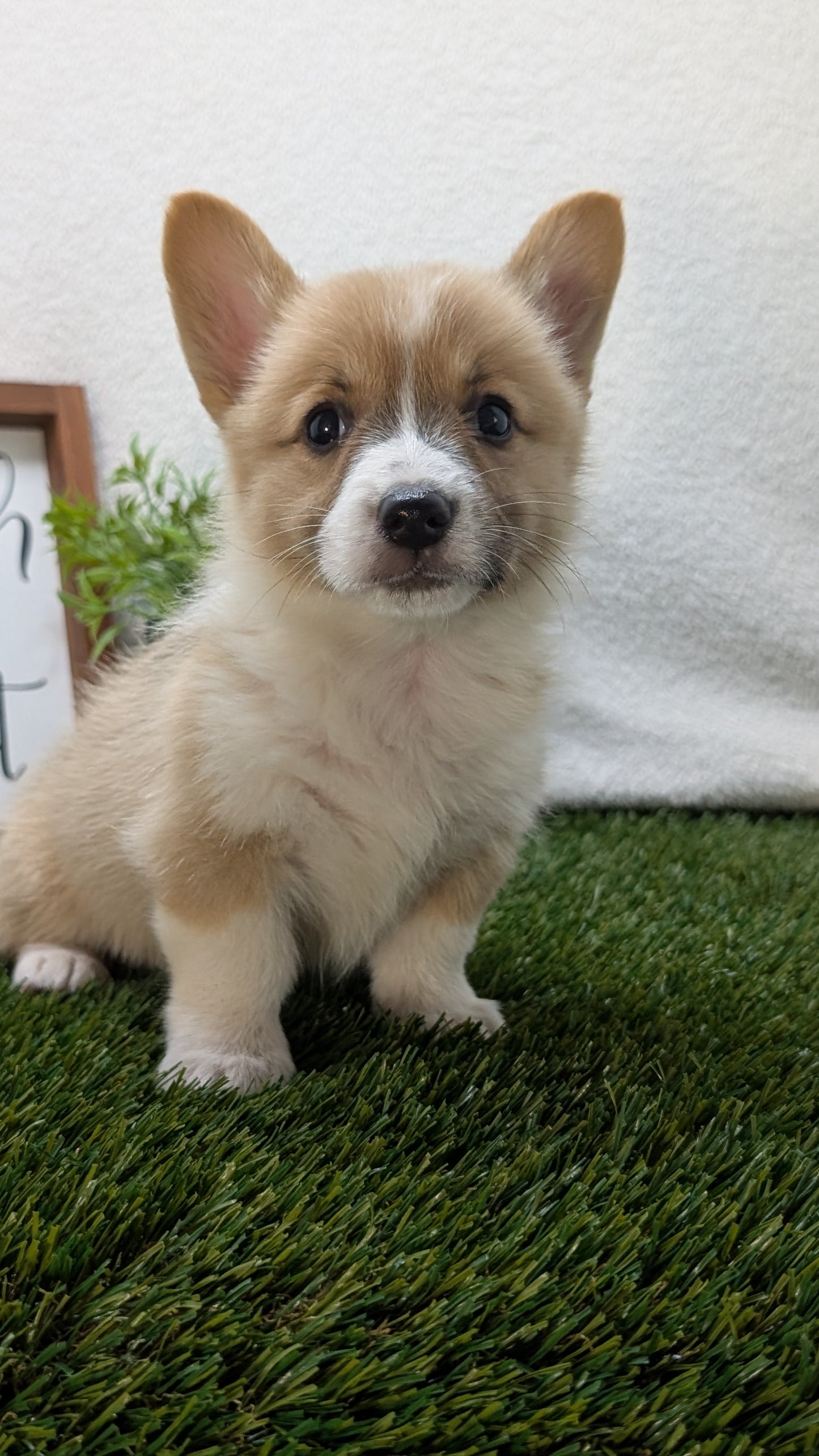 CORGI (07/10) MALE