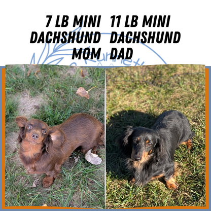 MINI DACHSHUND (09/01) FEMALE
