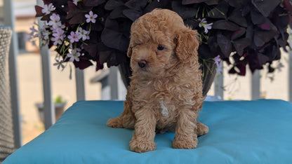 TOY POODLE (MAY 26) MALES
