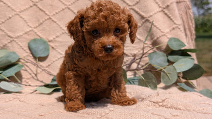COCKAPOO (05/31) MALE