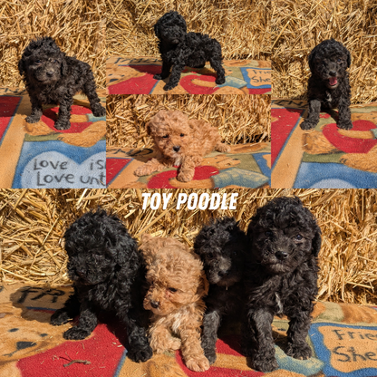 TOY POODLE (02/01) MALE