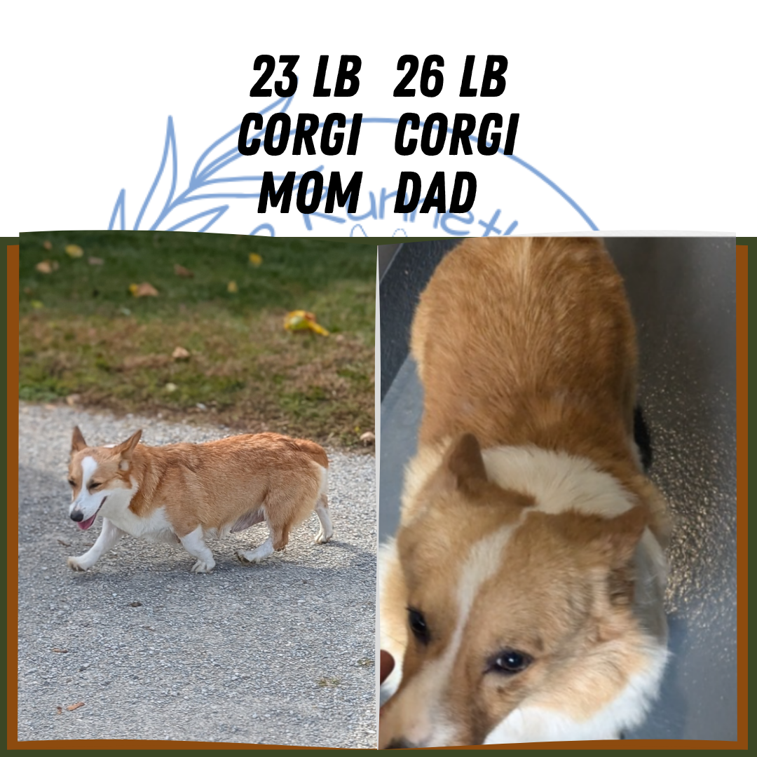 CORGI (09/17) FEMALE