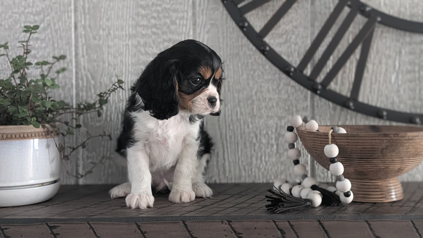 CAVALIER (DEC 03) MALES