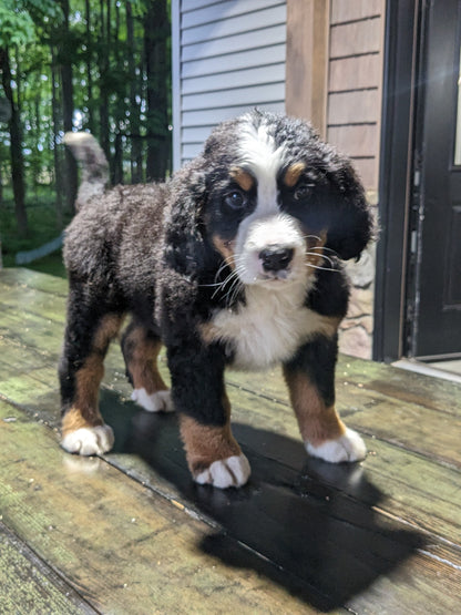 BERNESE MOUNTAIN DOG (03/21) MALE
