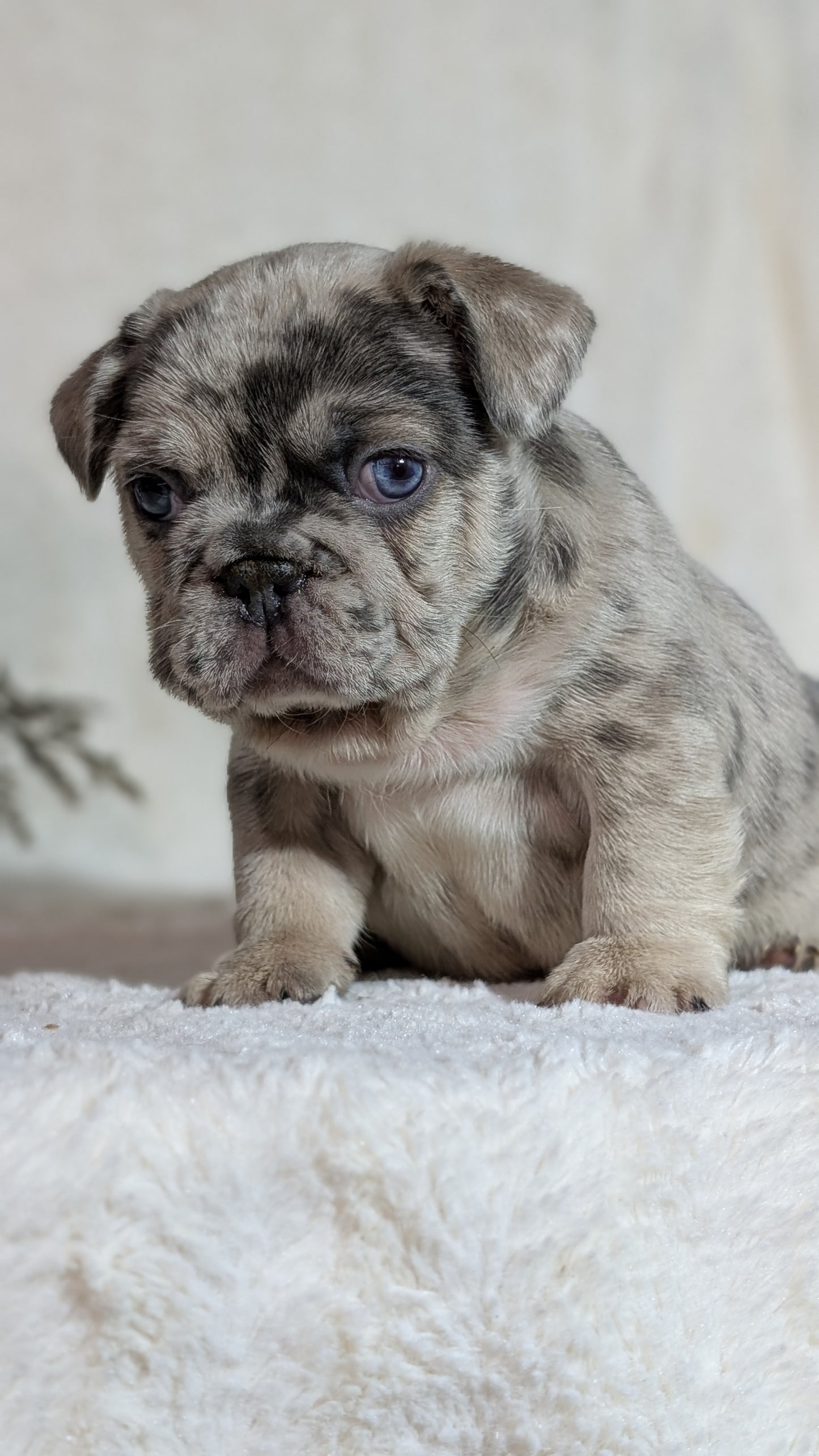 FRENCH BULLDOG (OCT 08) MALES