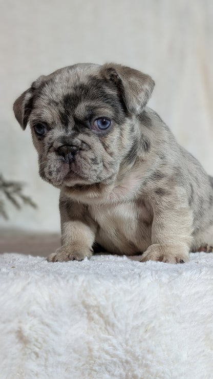 FRENCH BULLDOG (OCT 08) MALES