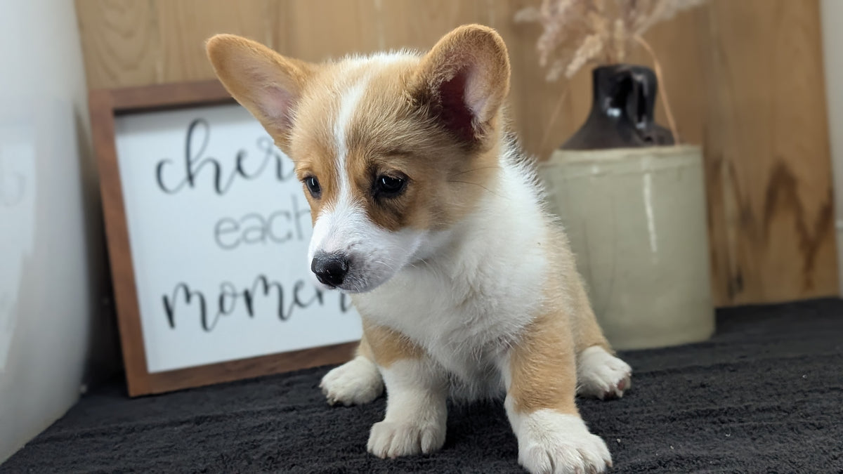 CORGI (JUL 13) 2 FEMALES/3 MALES
