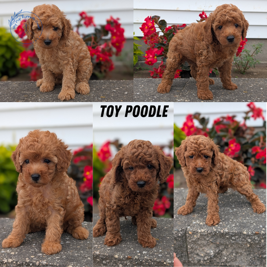 TOY POODLE (07/04) FEMALE