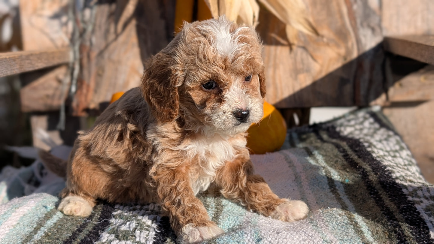 CAVAPOO (OCT 02) FEMALE
