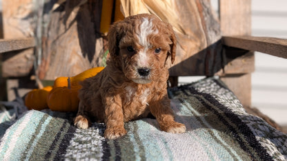 CAVAPOO (OCT 02) MALES