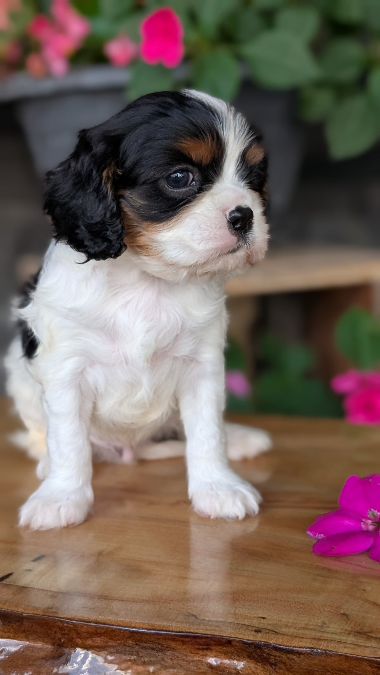 CAVALIER (JUL 18) 3 FEMALES/2 MALES