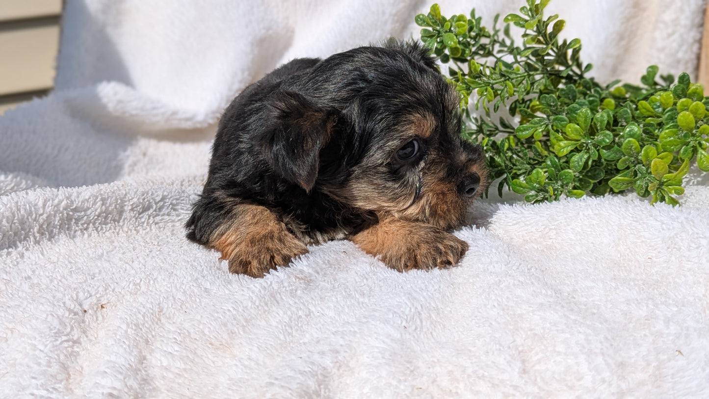 YORKSHIRE TERRIER (02/28) MALE