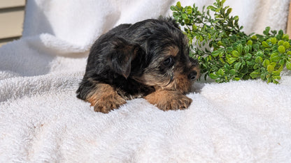 YORKSHIRE TERRIER (02/28) MALE