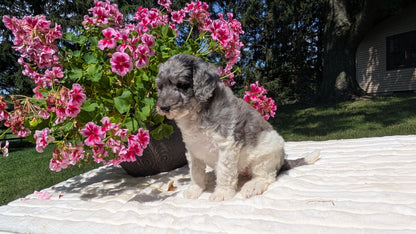 MINI BERNEDOODLE (06/11) FEMALE