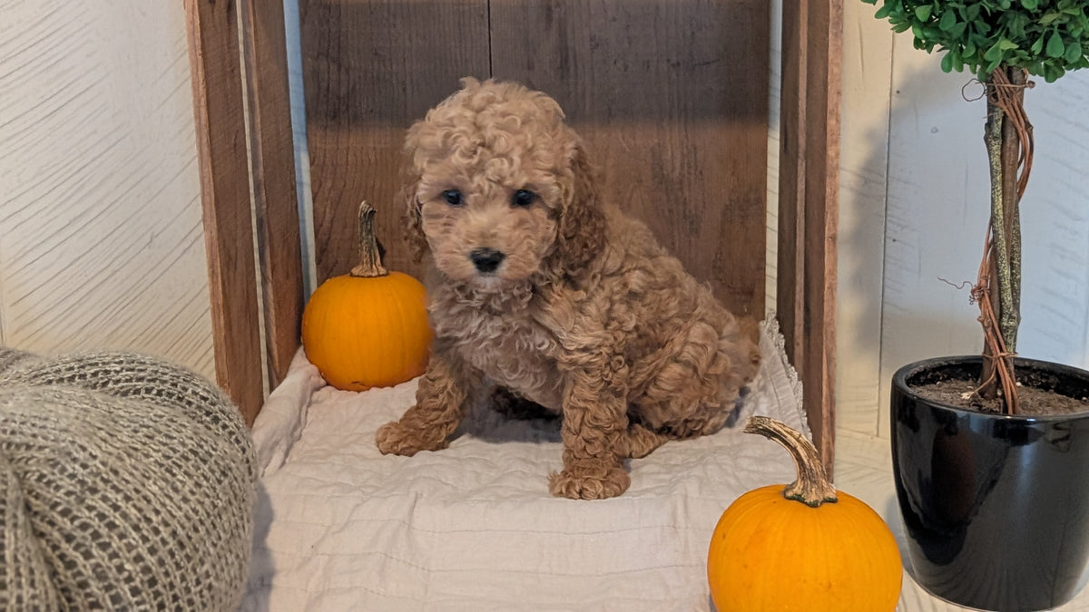 MINI POODLE (AUG 06) 5 FEMALES