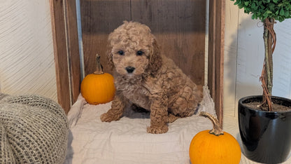 MINI POODLE (AUG 06) 5 FEMALES