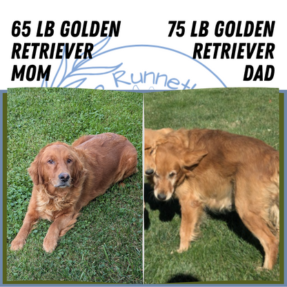 GOLDEN RETRIEVER (07/16) FEMALE