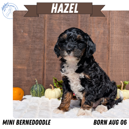MINI BERNEDOODLE (08/06) FEMALE