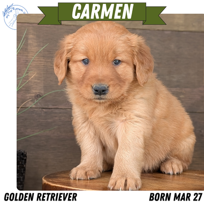 GOLDEN RETRIEVER (MAR 27) FEMALES