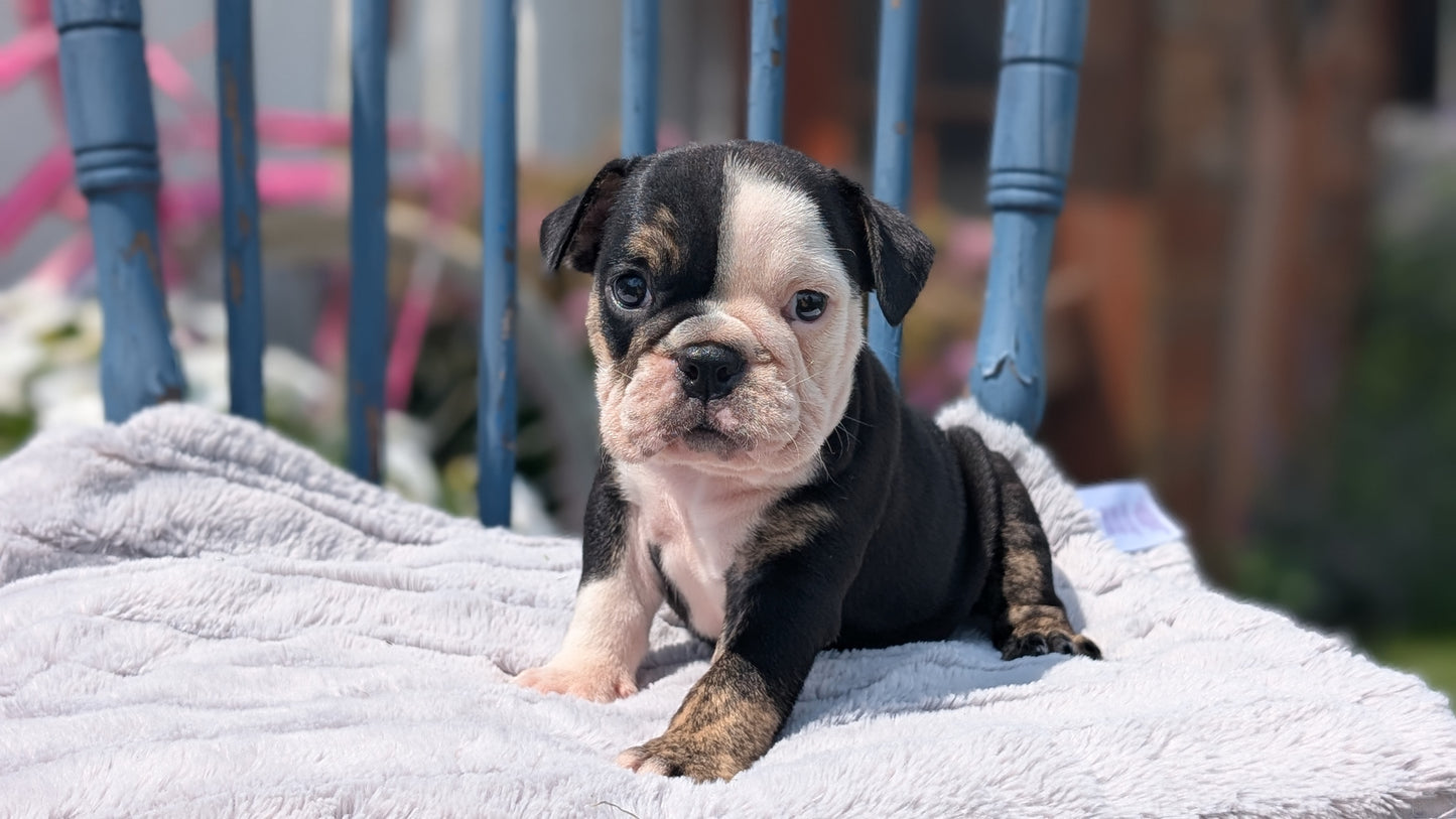 ENGLISH BULLDOG (JUN 29) 1 FEMALE/1 MALE