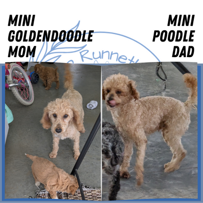 MINI GOLDENDOODLE (02/28) MALE