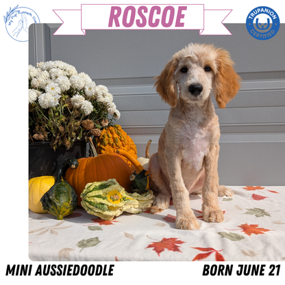 MINI AUSSIEDOODLE (06/21) MALE