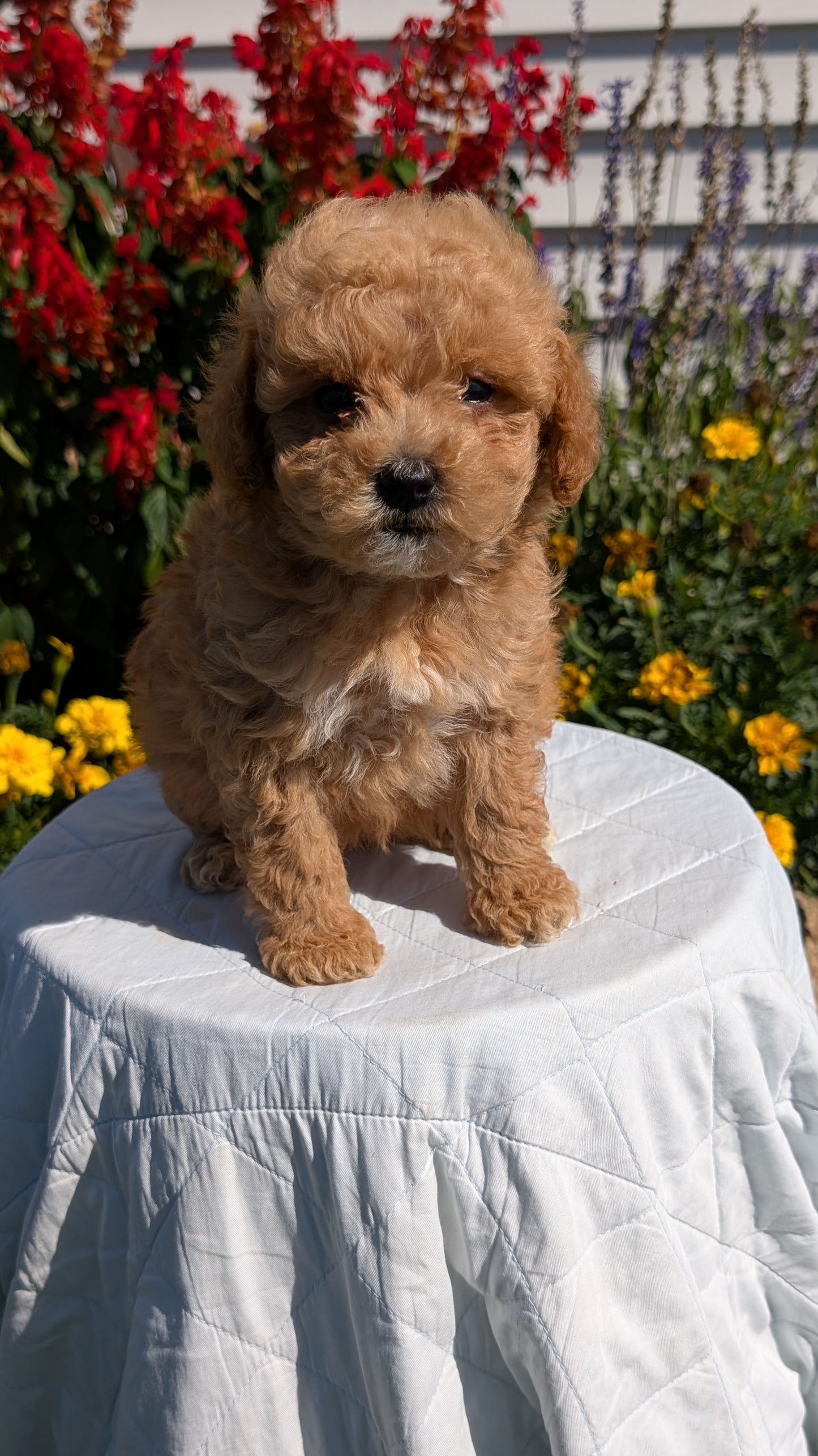 MINI GOLDENDOODLE (08/15) FEMALE