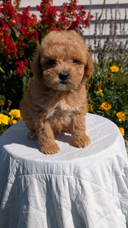 MINI GOLDENDOODLE (08/15) FEMALE