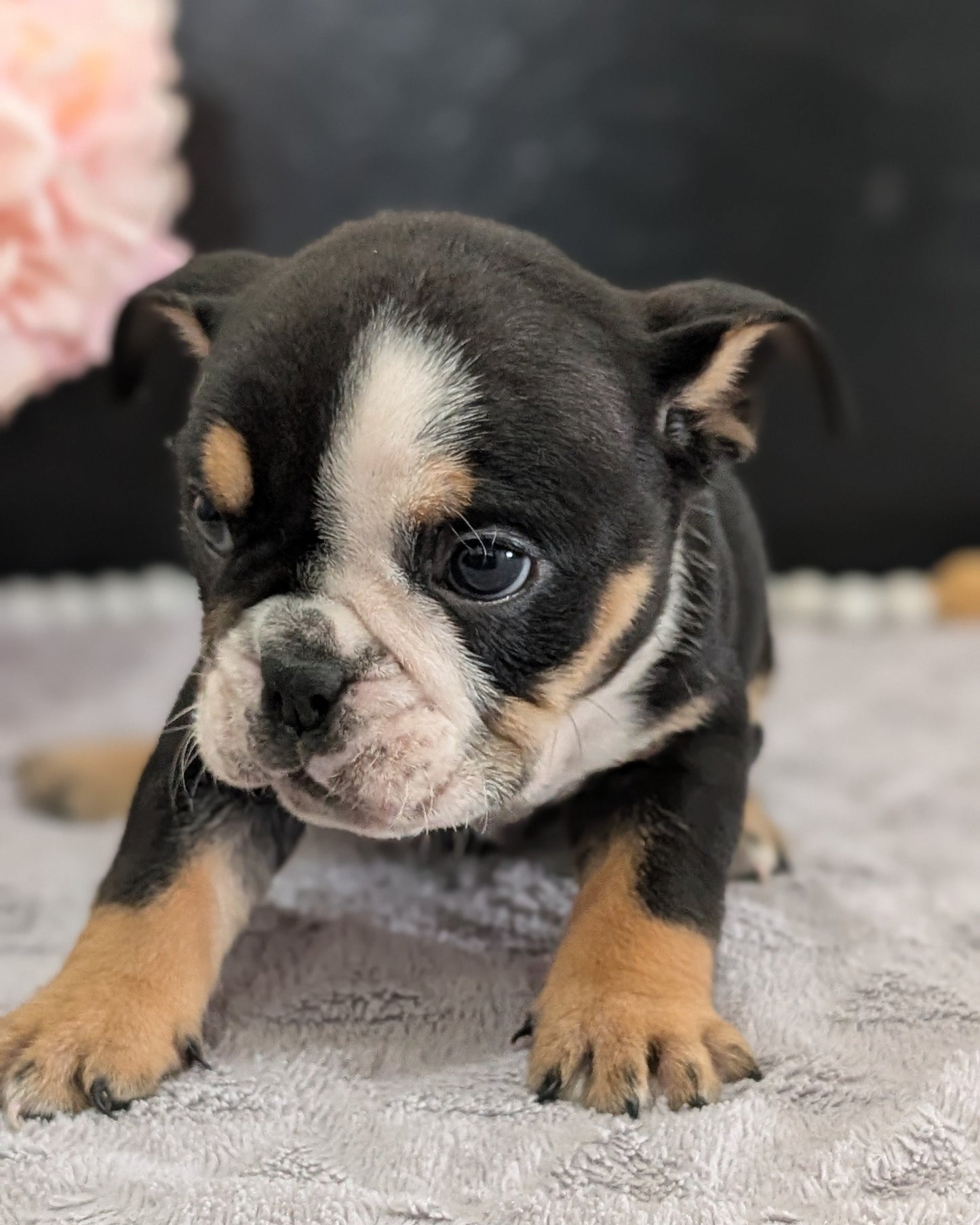ENGLISH BULLDOG (FEB 09) MALES
