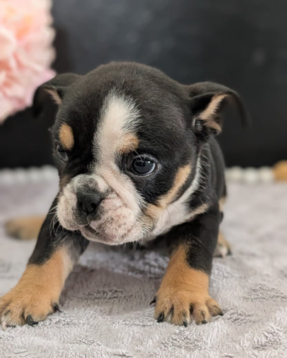 ENGLISH BULLDOG (FEB 09) MALES