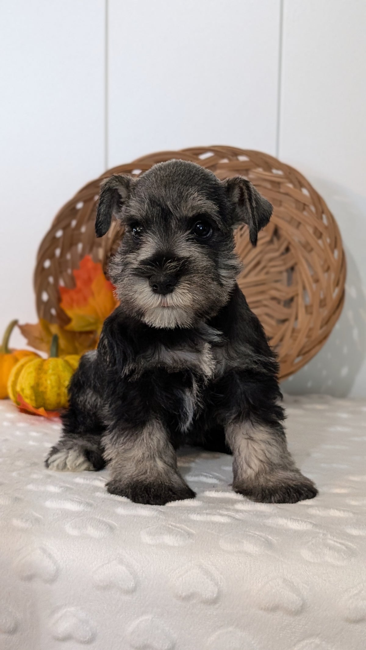 MINI SCHNAUZER (AUG 27) 4 FEMALES/1 MALE