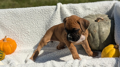 BOXER (08/27) FEMALE