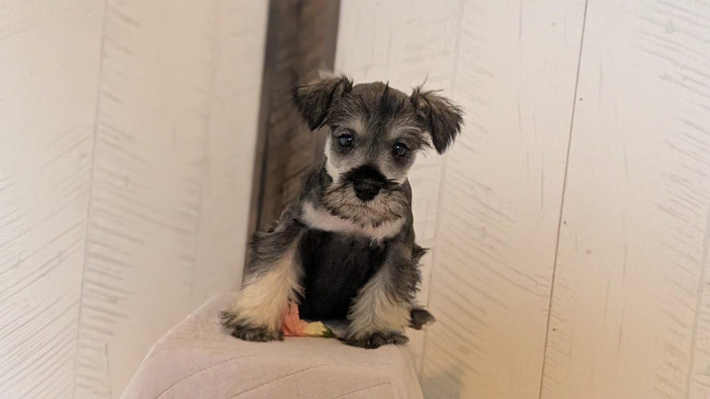 MINI SCHNAUZER (FEB 15) FEMALES