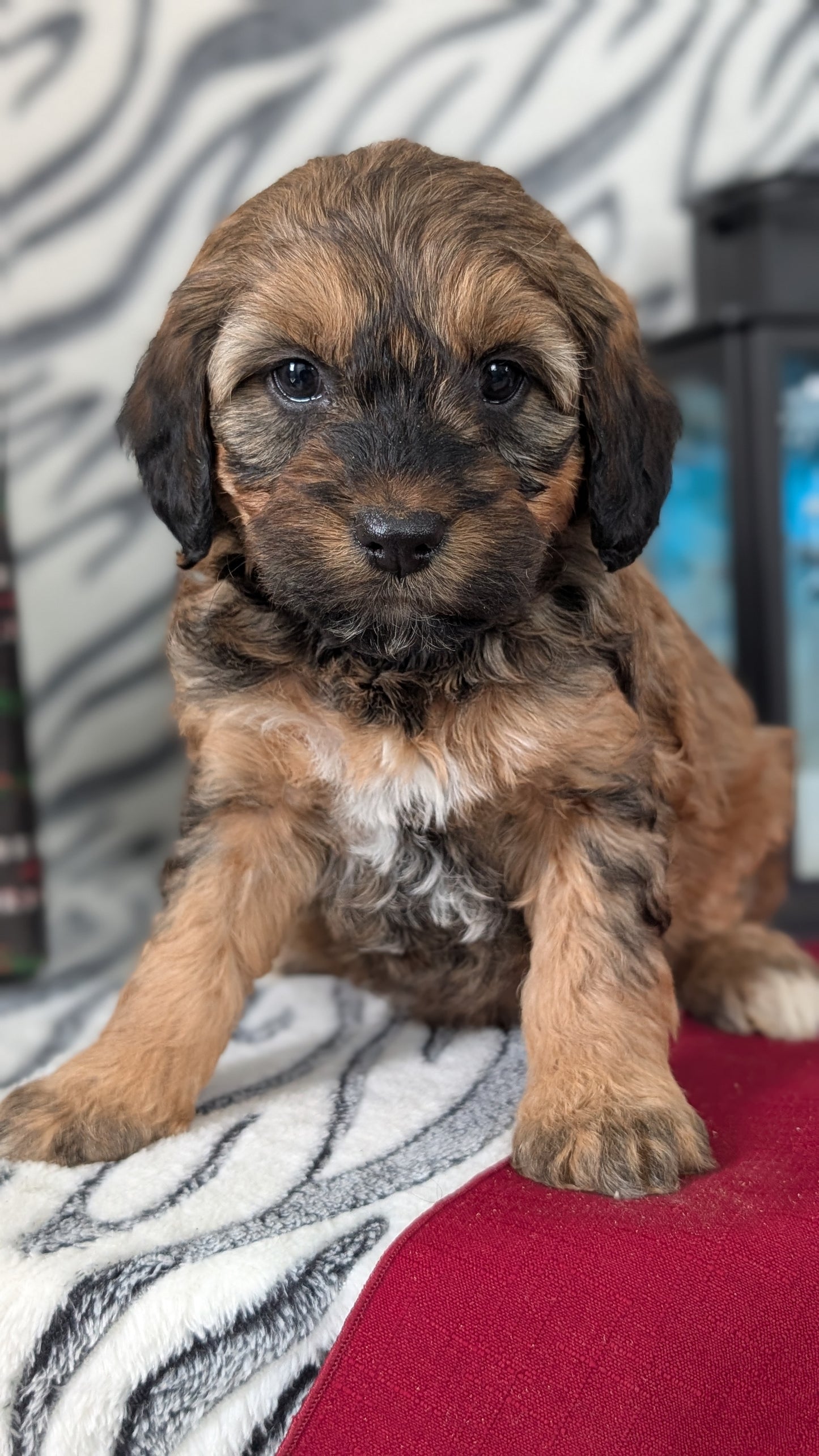 MINI LABRADOODLE (OCT 20) FEMALES