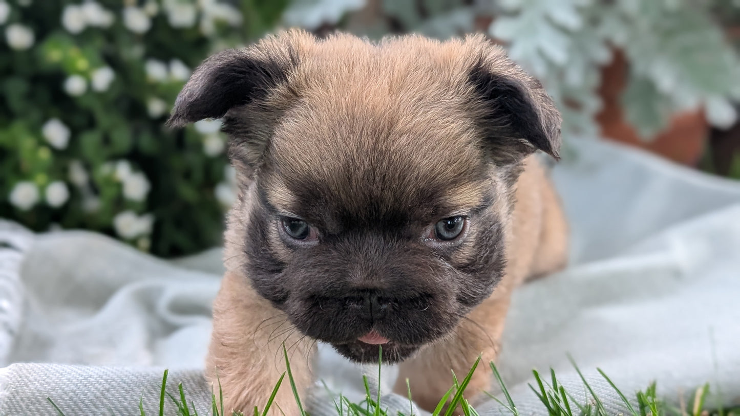 FRENCH BULLDOG (MAY 26) FEMALE