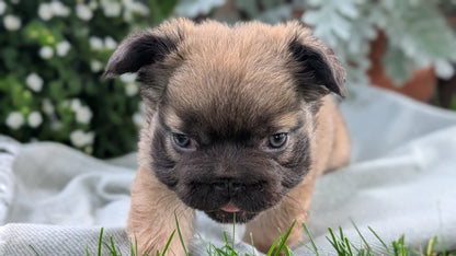 FRENCH BULLDOG (MAY 26) FEMALE