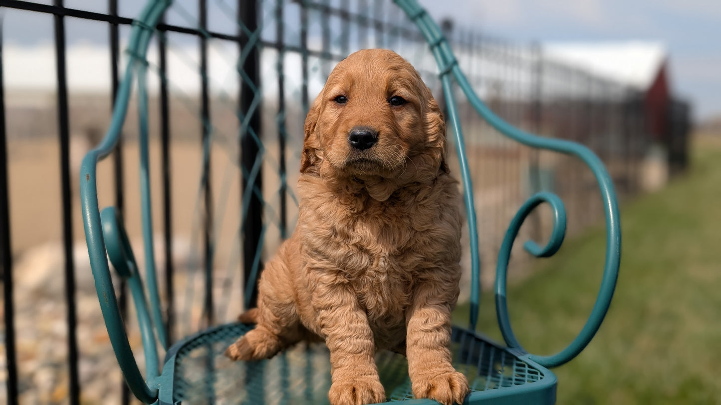 GOLDEN RETRIEVER (FEB 04) FEMALES