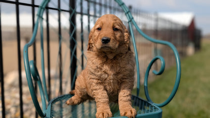 GOLDEN RETRIEVER (FEB 04) FEMALES