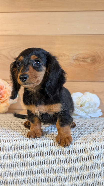 MINI DACHSHUNDS (JUL 05) 2 MALES/2 FEMALES