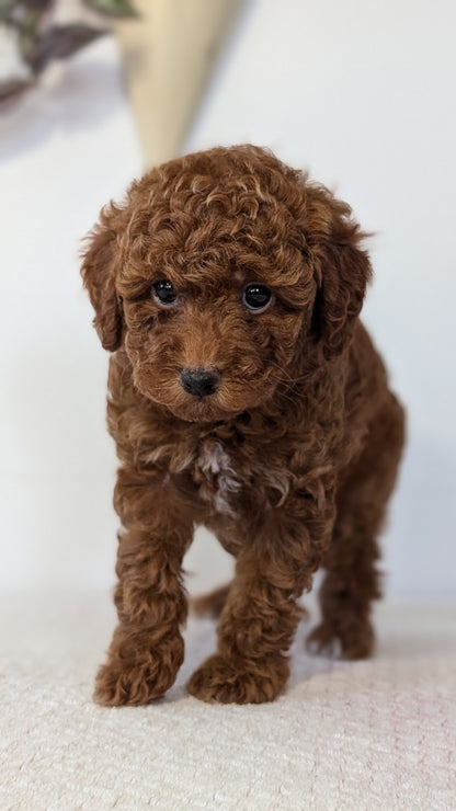 TOY POODLE (DEC 03) FEMALE