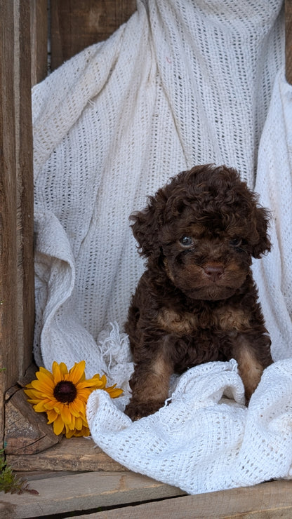 COCKAPOO (06/02) MALE