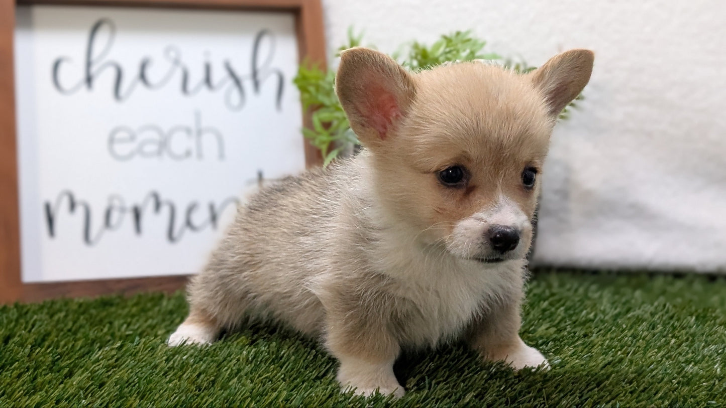 CORGI (07/10) MALE