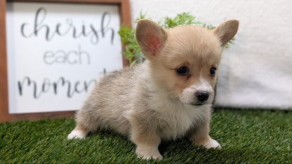 CORGI (07/10) MALE