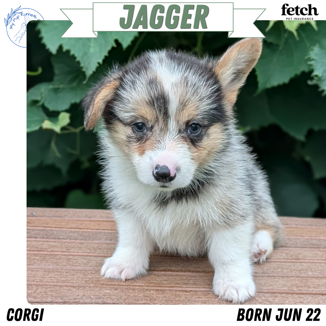 CORGI (JUN 22) MALES